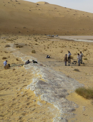The excavations at the Al Wusta site, Saudi Arabia. The ancient lake bed (shown in white) is surrounded by sand dunes of the Nefud Desert.